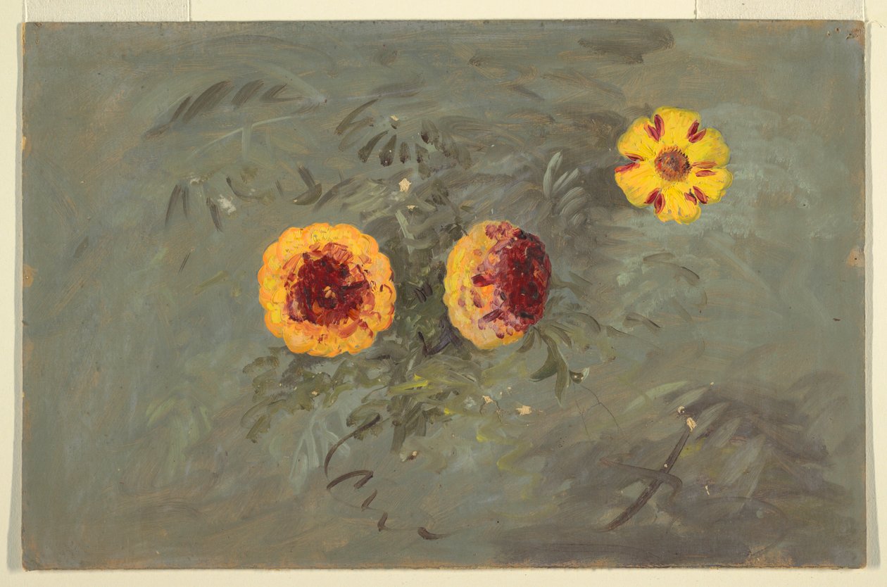 Rajz, Zinnias, 1860-70 alkotó: Frederic Edwin Church
