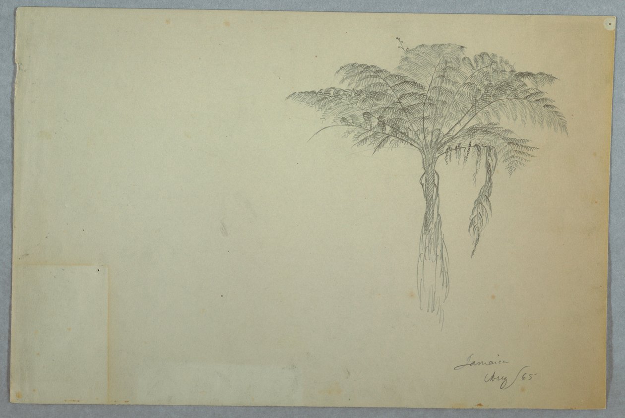 Fern Tree Study, Jamaica alkotó: Frederic Edwin Church