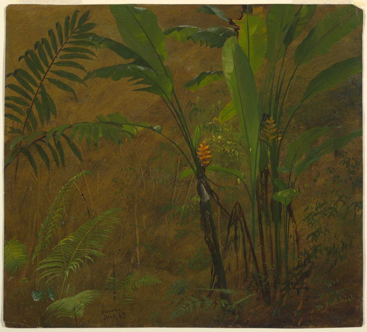 Páfrányok és vad útifű, Jamaica alkotó: Frederic Edwin Church