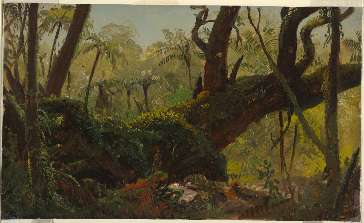 Esőerdő, Jamaica alkotó: Frederic Edwin Church