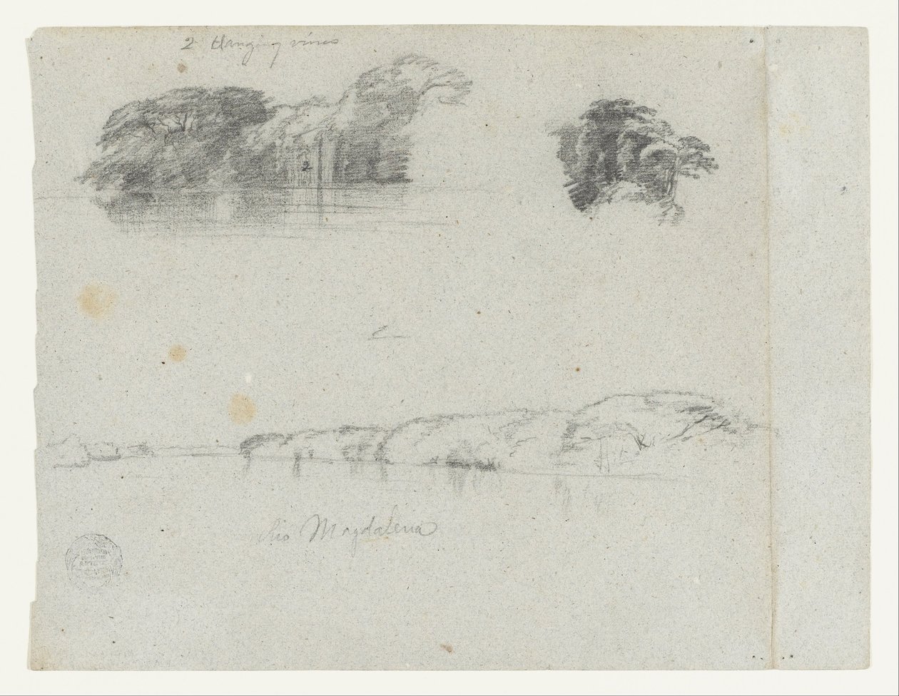 Fák, szőlők és a Rio Magdalena partjának vázlatai, Kolumbia alkotó: Frederic Edwin Church