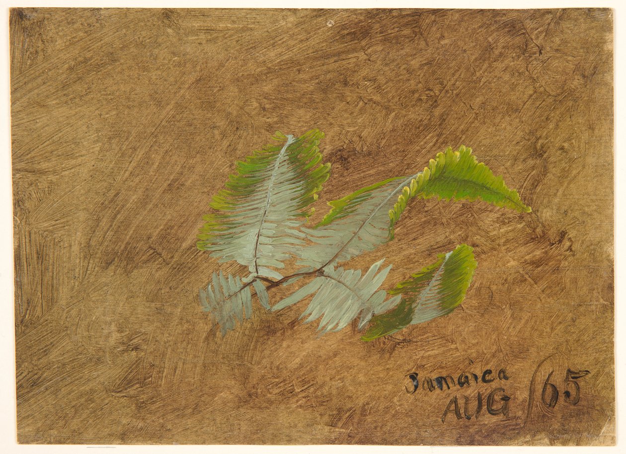 Fern, Jamaica tanulmánya alkotó: Frederic Edwin Church