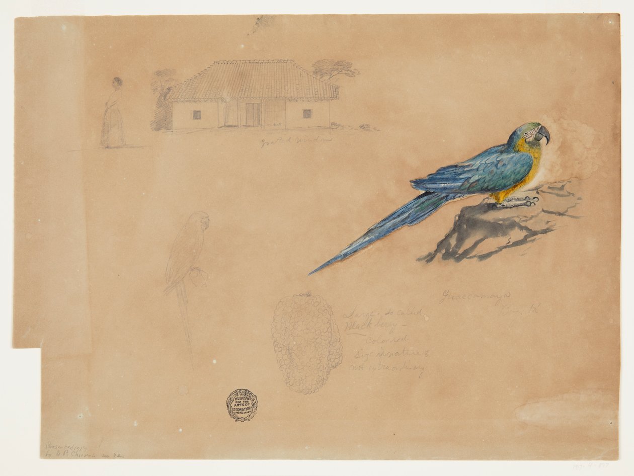 Guacamaya, Bogota, Kolumbia tanulmányozása alkotó: Frederic Edwin Church