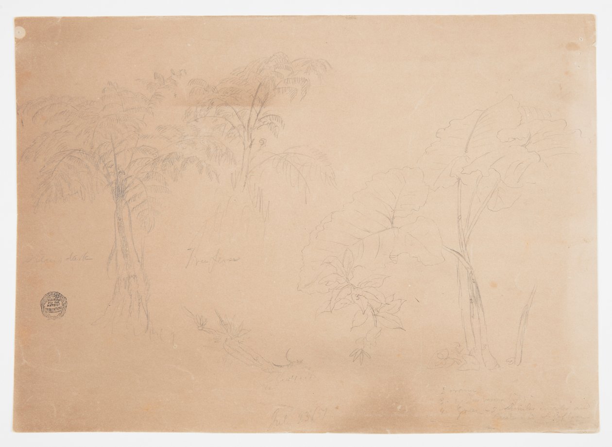 Két fa és három növény tanulmányozása Jorje közelében, Ecuadorban alkotó: Frederic Edwin Church