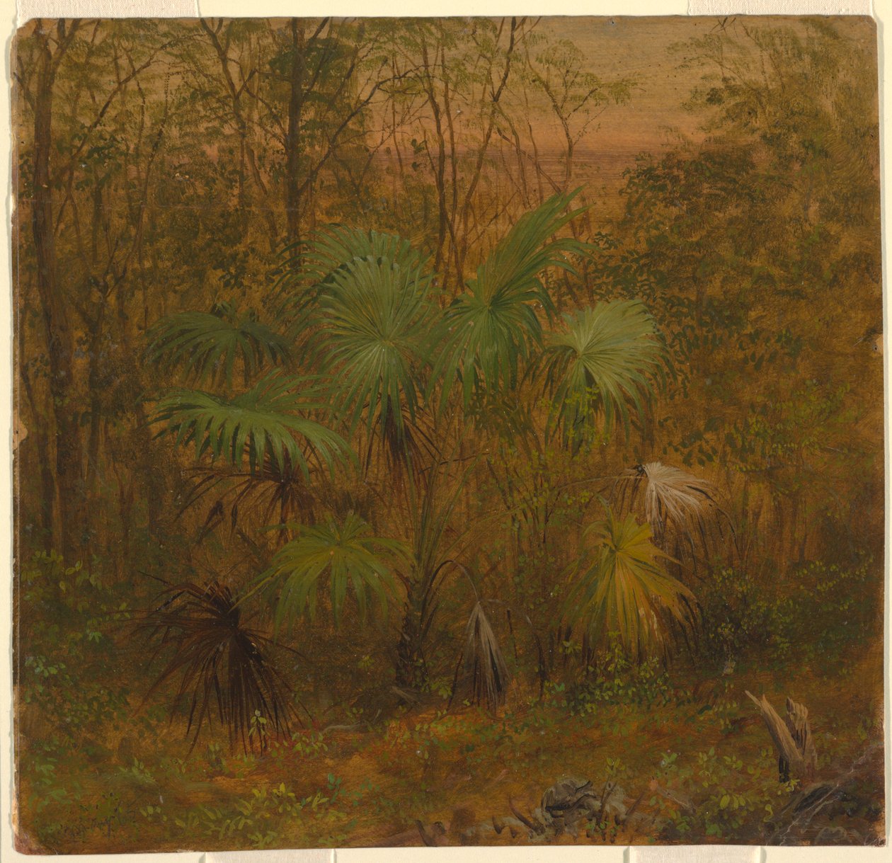 Thatch Palm, Jamaica alkotó: Frederic Edwin Church