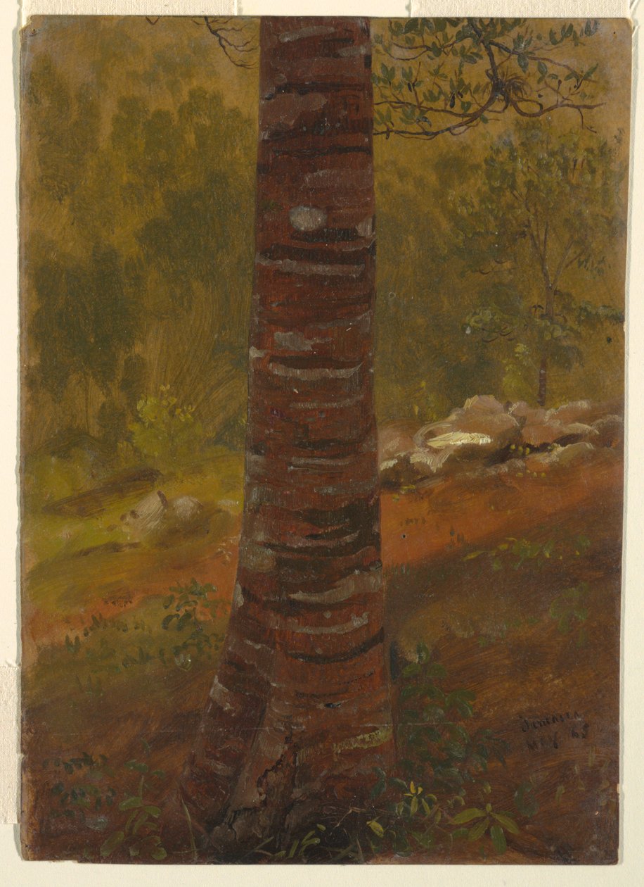 Fa törzse, Jamaica alkotó: Frederic Edwin Church