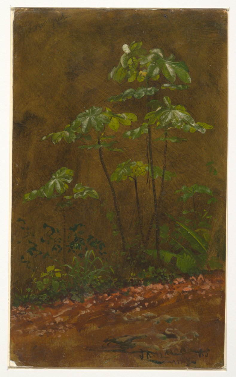 Trombitafa, Jamaica alkotó: Frederic Edwin Church