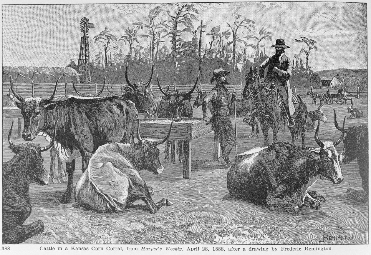 Szarvasmarha Kansas Corn Corralban, illusztráció a „Harper