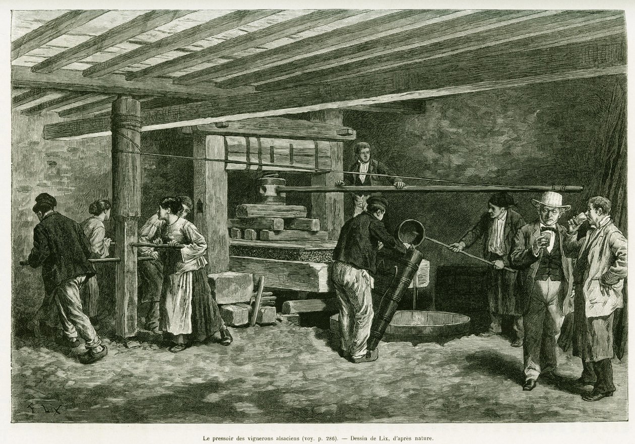Az elzászi borászok préselése. Lix metszete az Elzászon és Lotaringián keresztül című történet illusztrálására 1887-ben, Charles Grad német tisztviselőtől, a tour du monde 1888-ban, rendező: Edouard Charton (1807-1890), Hachette, Párizs. alkotó: Frederic Theodore Lix