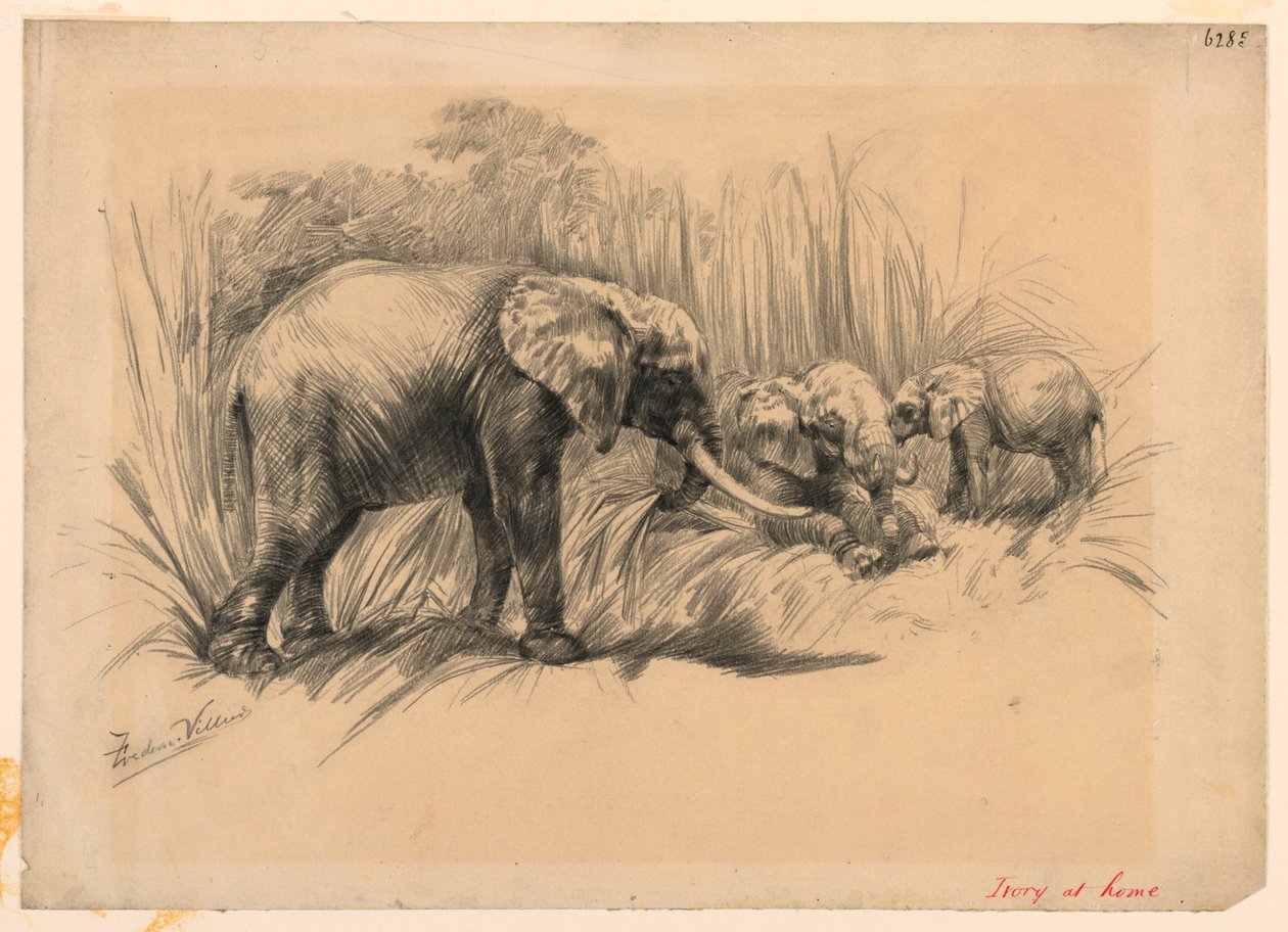 Ivory otthon alkotó: Frederic Villiers