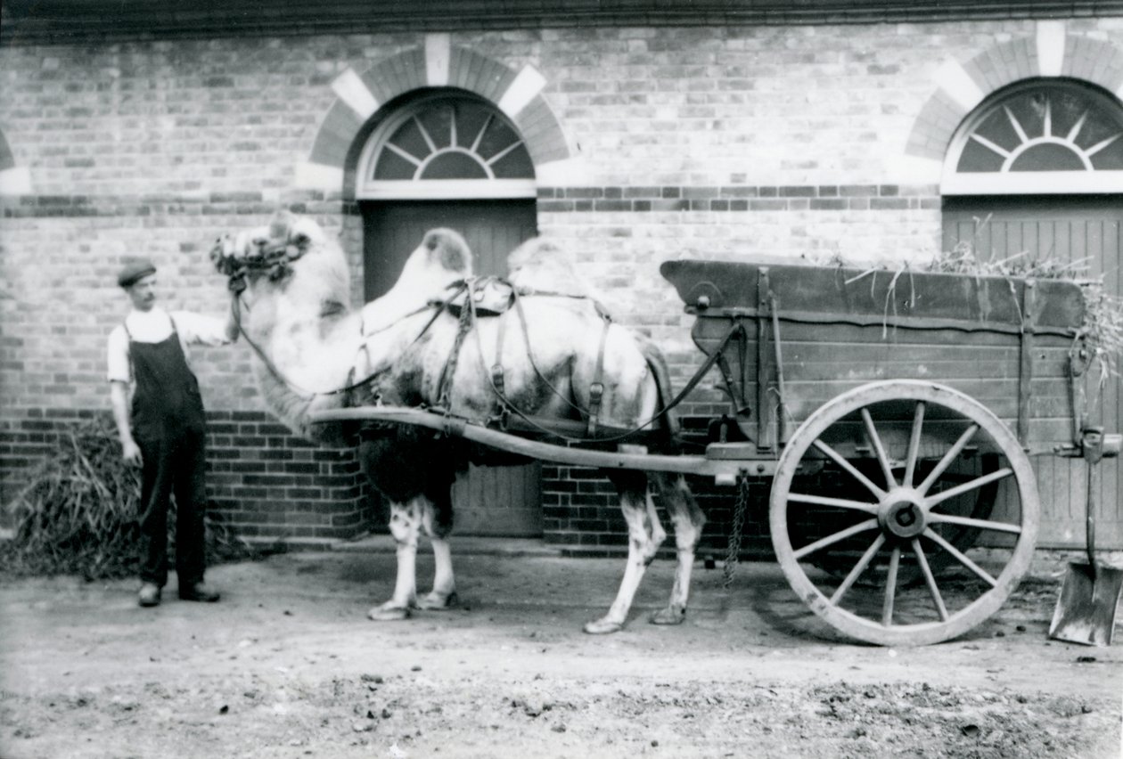 Egy baktriai teve trágyakocsit húz a londoni állatkertben, 1913 alkotó: Frederick William Bond