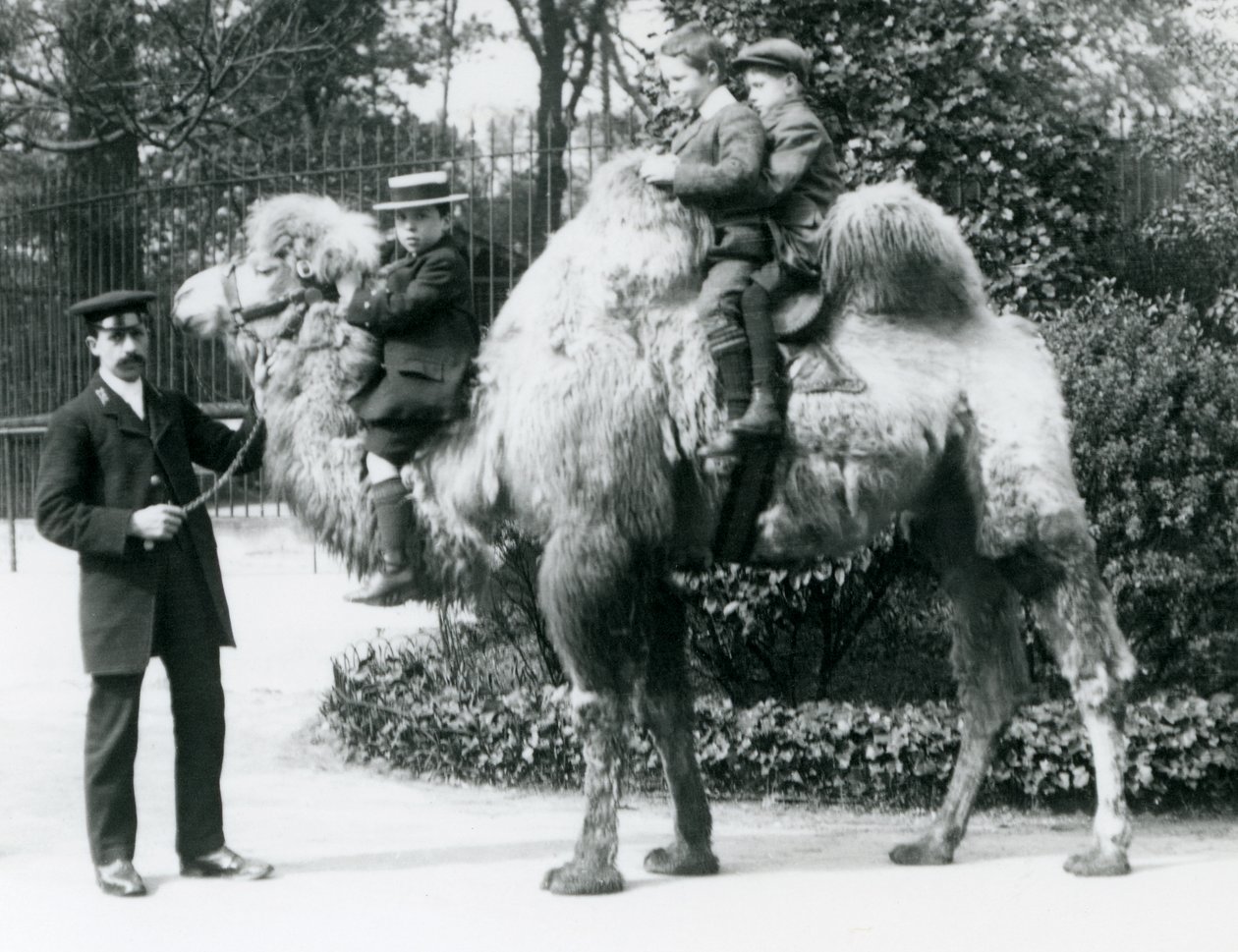 Baktriai tevelovaglás a londoni állatkertben, 1913 körül alkotó: Frederick William Bond