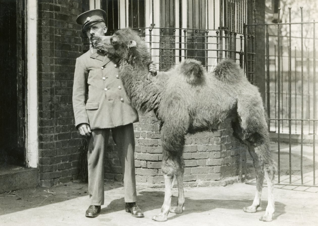 Egy baktriai teveborjú, gondozójával, négy héttel azután, hogy megszületett a londoni állatkertben, 1929-ben. alkotó: Frederick William Bond