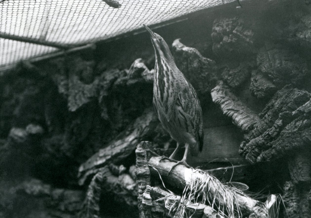 Egy keserű a londoni állatkertben, 1922. június alkotó: Frederick William Bond