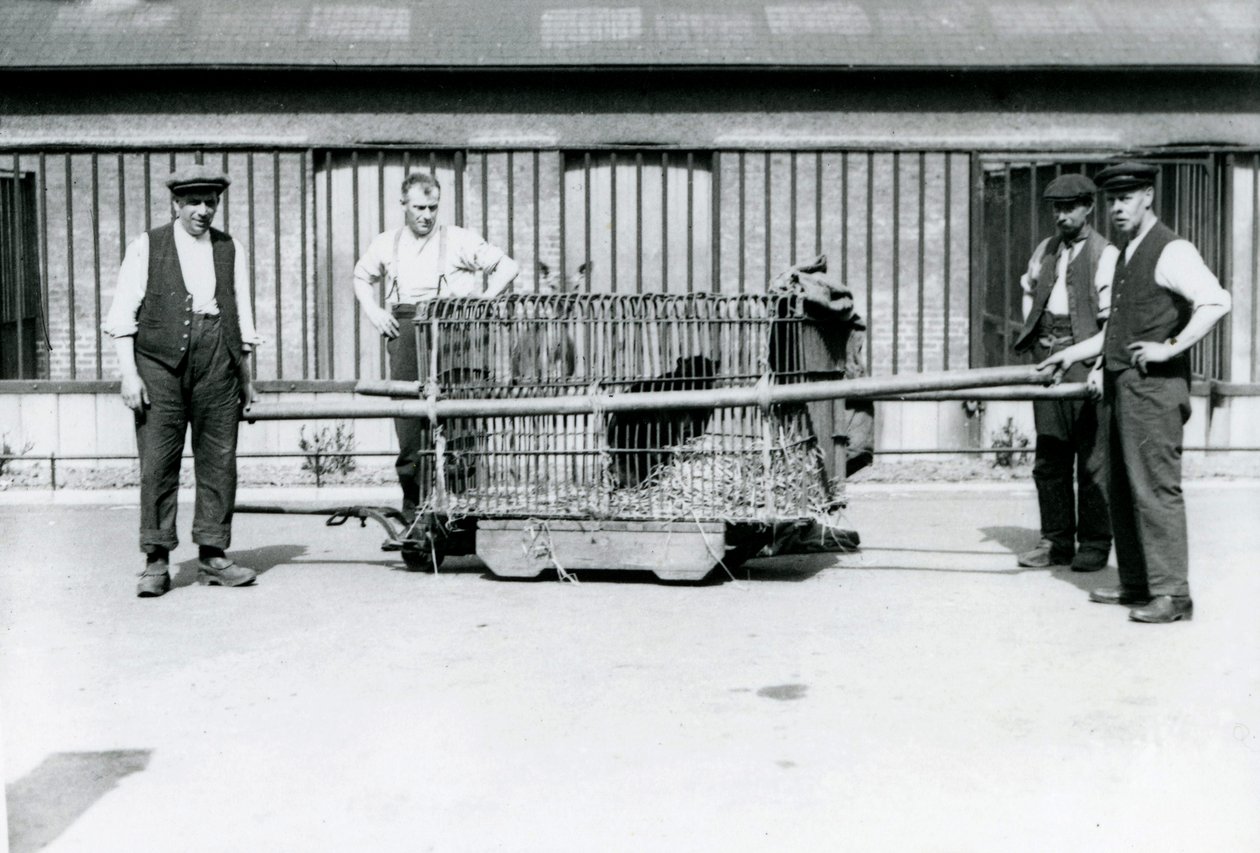 Egy fekete leopárdot egy ketrecben szállítottak a londoni állatkert állattartói, 1922. június alkotó: Frederick William Bond