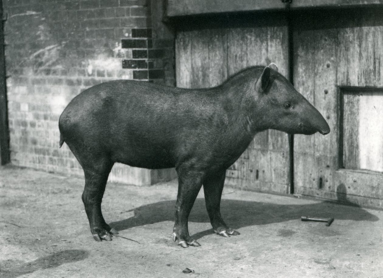 Egy brazil vagy dél-amerikai tapír a londoni állatkertben, 1922. szeptember (bw fotó) alkotó: Frederick William Bond