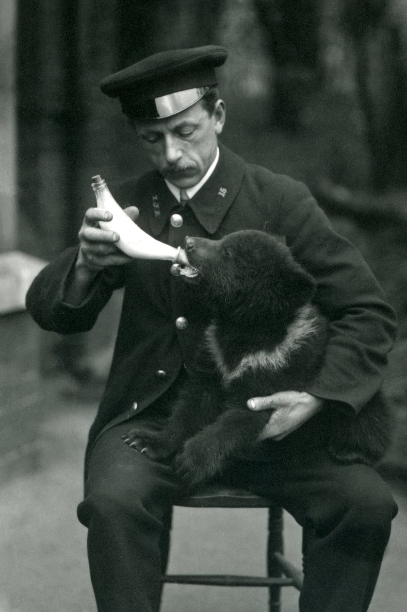 Leslie Martin Flewin állattartó, 1914 májusában a londoni állatkertben etetett egy barnamedve-kölyköt. alkotó: Frederick William Bond