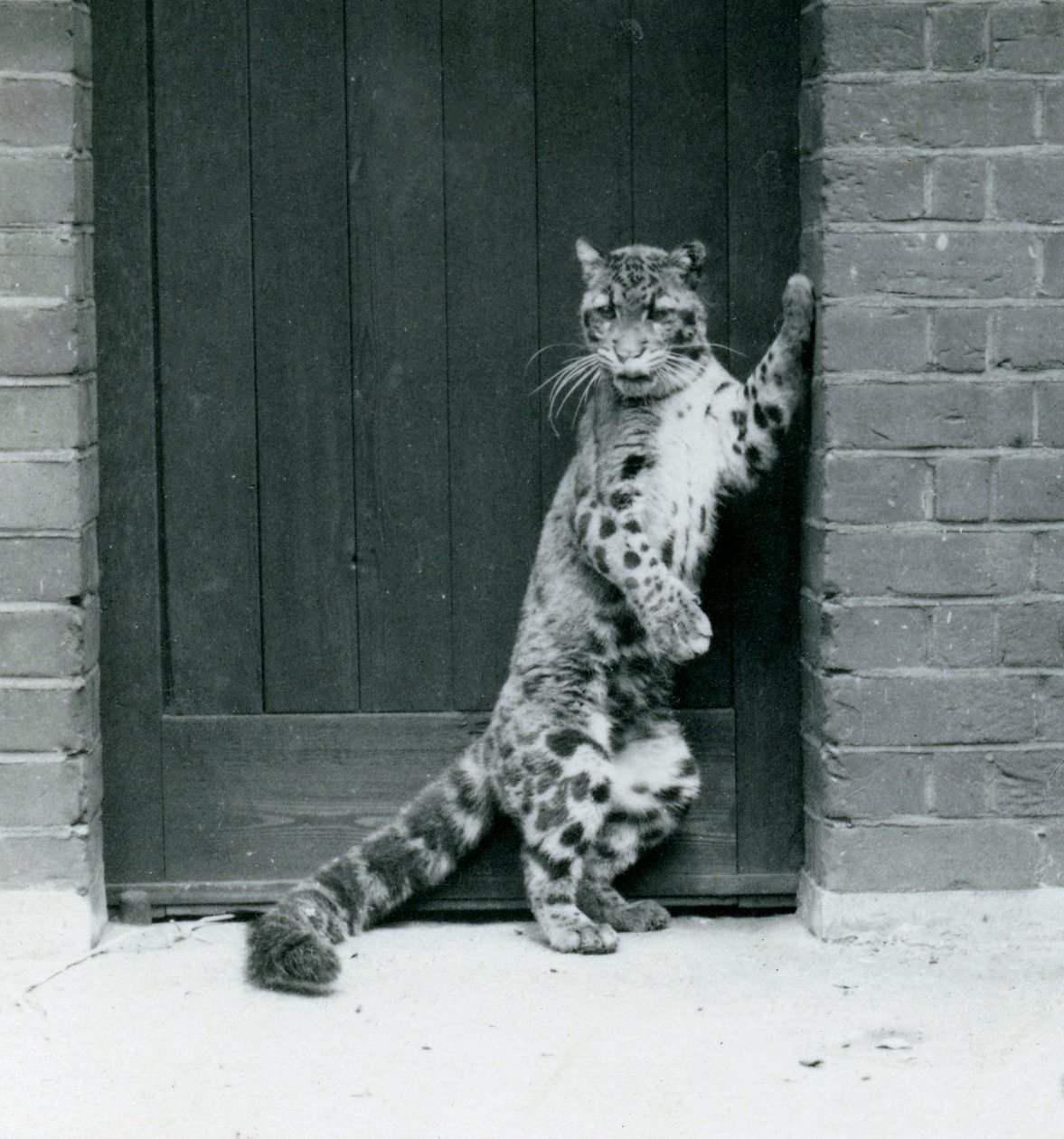 Egy felhőleopárd áll a hátsó lábain, egy ajtóban fekve, Londoni Állatkert, 1922 (fekete-fehér fotó) alkotó: Frederick William Bond