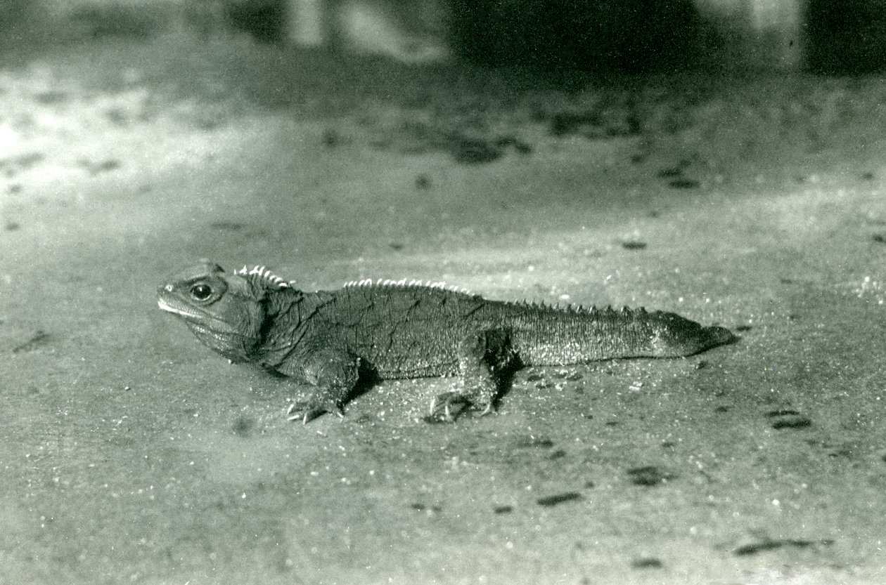 A Cook-szoros vagy Észak-Tuatara a londoni állatkertben, 1923 körül (bw fotó) alkotó: Frederick William Bond