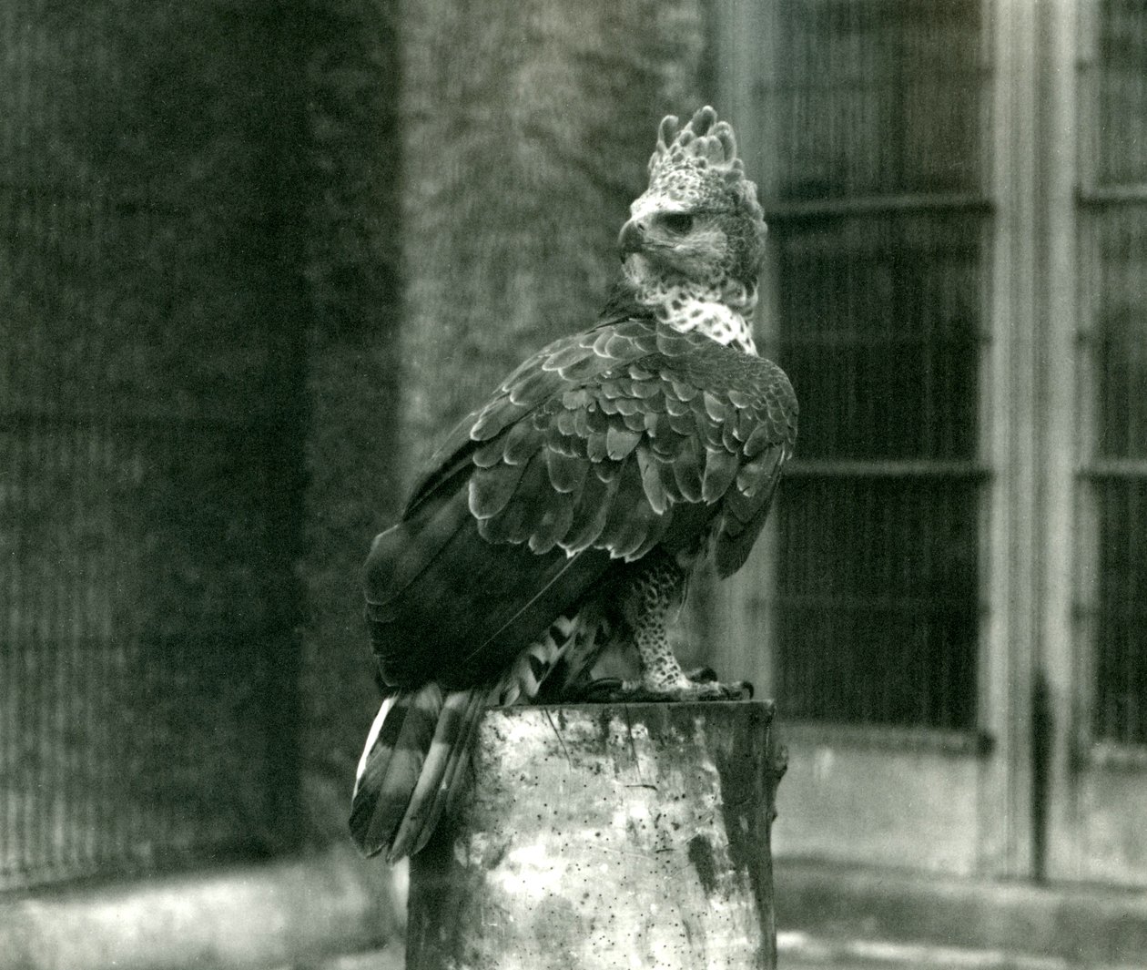 Koronás sas a londoni állatkertben, 1922 júniusában alkotó: Frederick William Bond