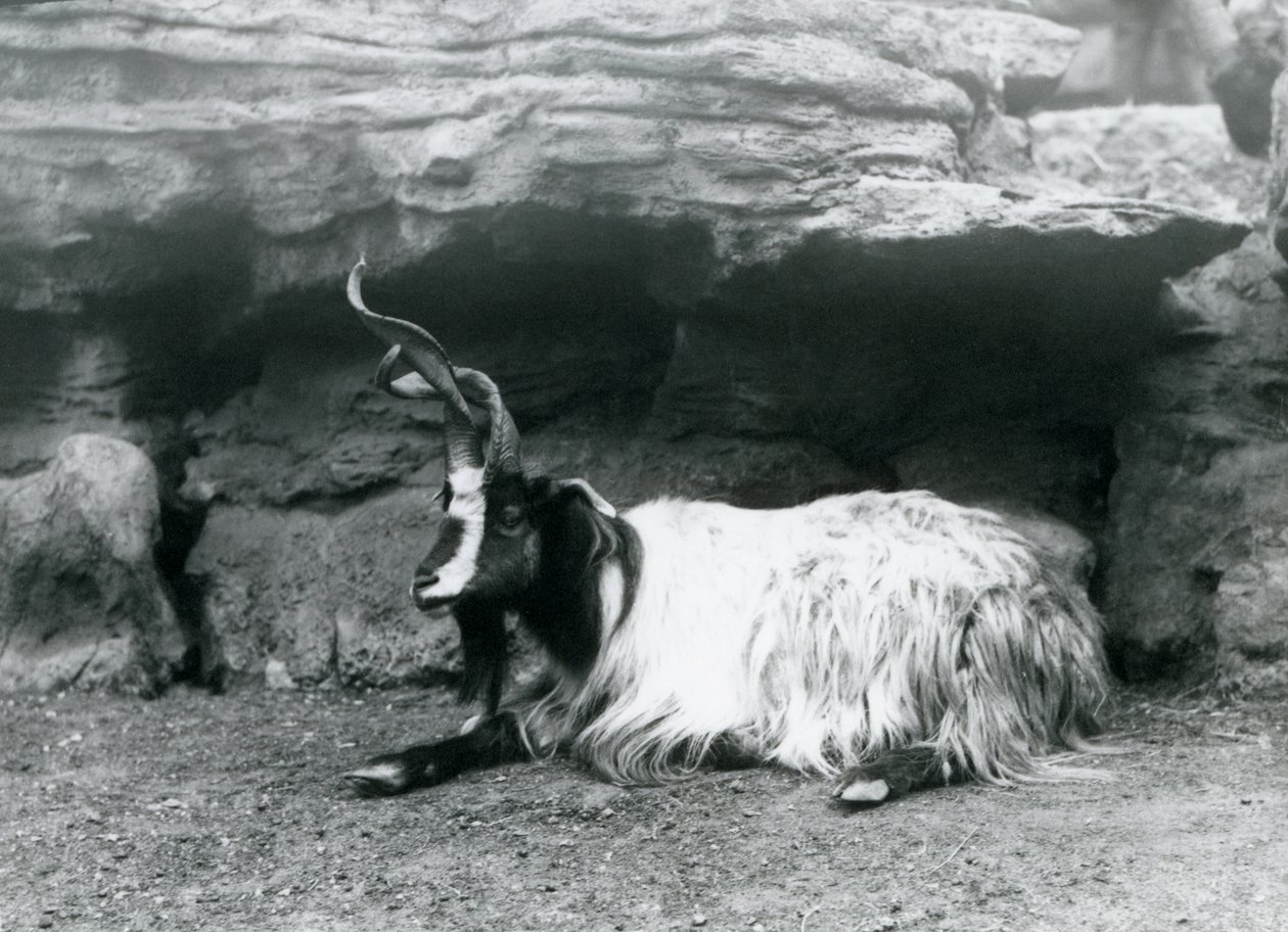 Egy göndör szarvú kecske a londoni állatkertben, 1922. június alkotó: Frederick William Bond