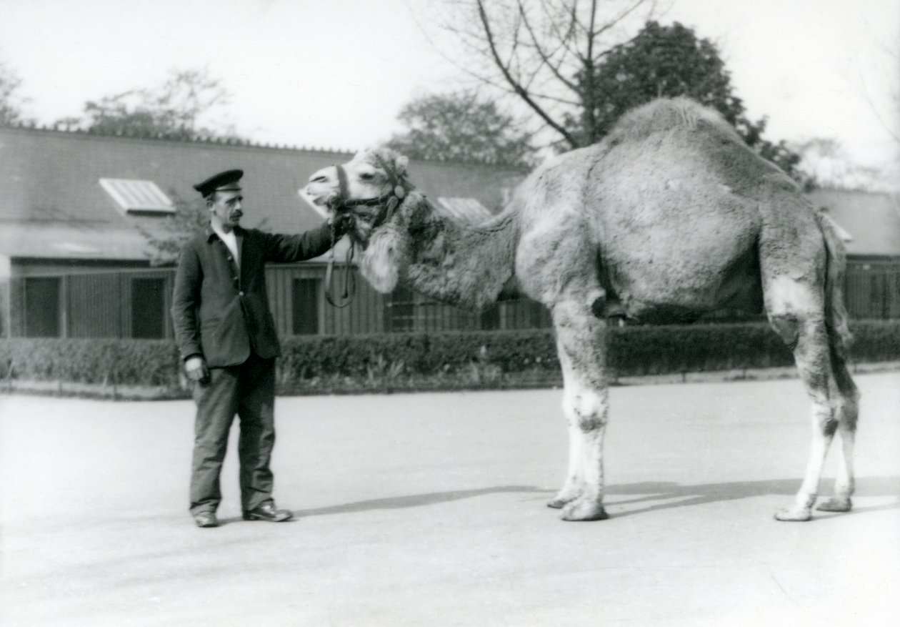 Dromedar vagy arab teve W. Styles állattartóval a londoni állatkertben 1923-ban (bw fotó) alkotó: Frederick William Bond
