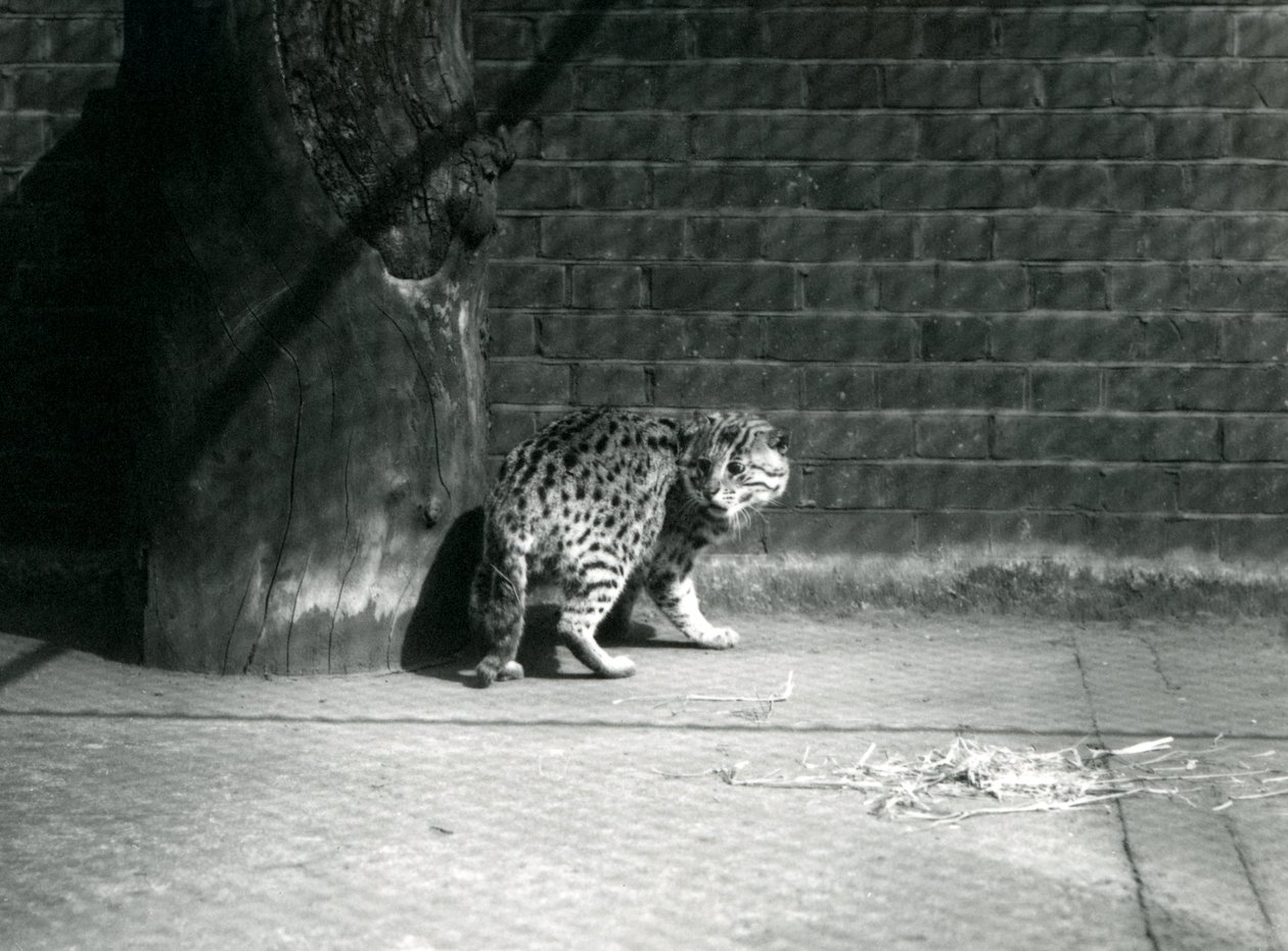 Egy horgászmacska a londoni állatkertben, 1921. július alkotó: Frederick William Bond