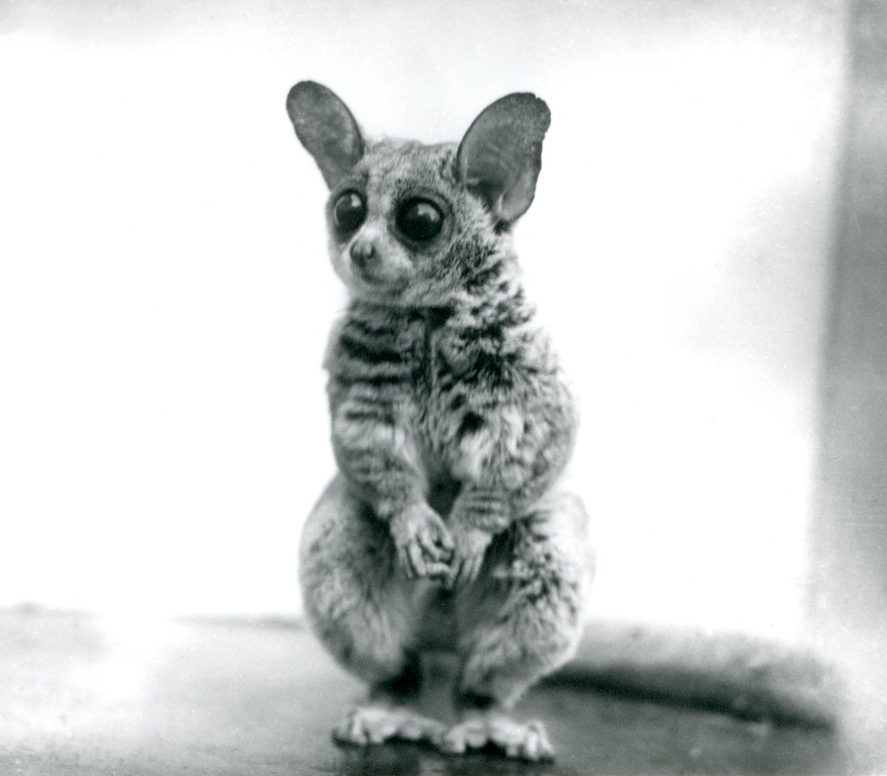 Galago moholi vagy Mohol bokorbaba a londoni állatkertben, 1913. szeptember 12. alkotó: Frederick William Bond
