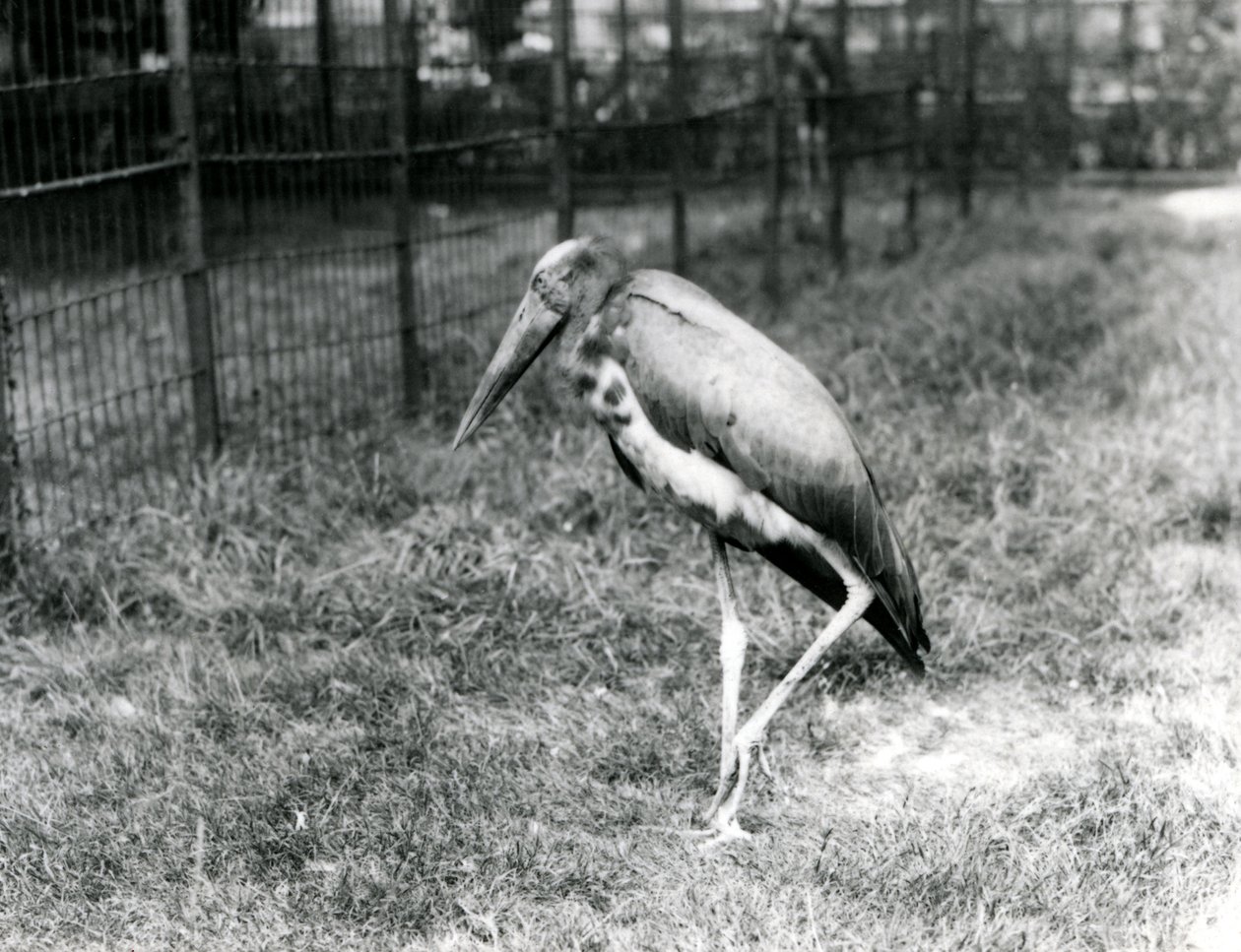 Egy jávai adjutáns, a londoni állatkertben, 1923. szeptember (bw fotó) alkotó: Frederick William Bond