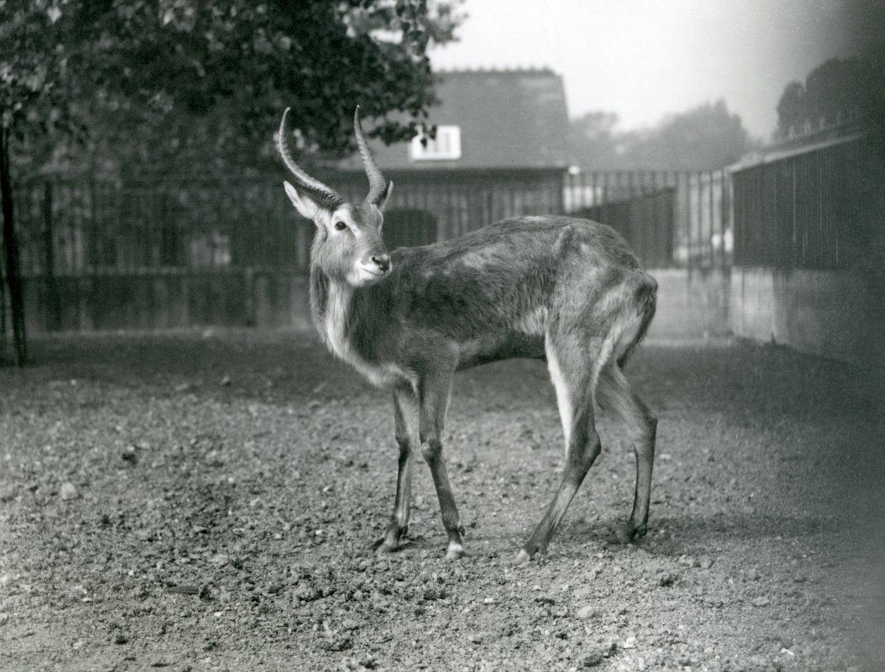 Egy lechwe a londoni állatkertben, 1921 szeptembere alkotó: Frederick William Bond