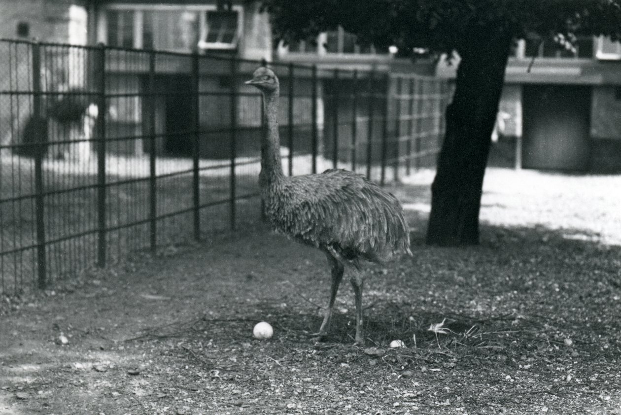 Kisebb vagy Darwin Rhea a fészkében két tojással, Londoni Állatkert, 1914. május alkotó: Frederick William Bond