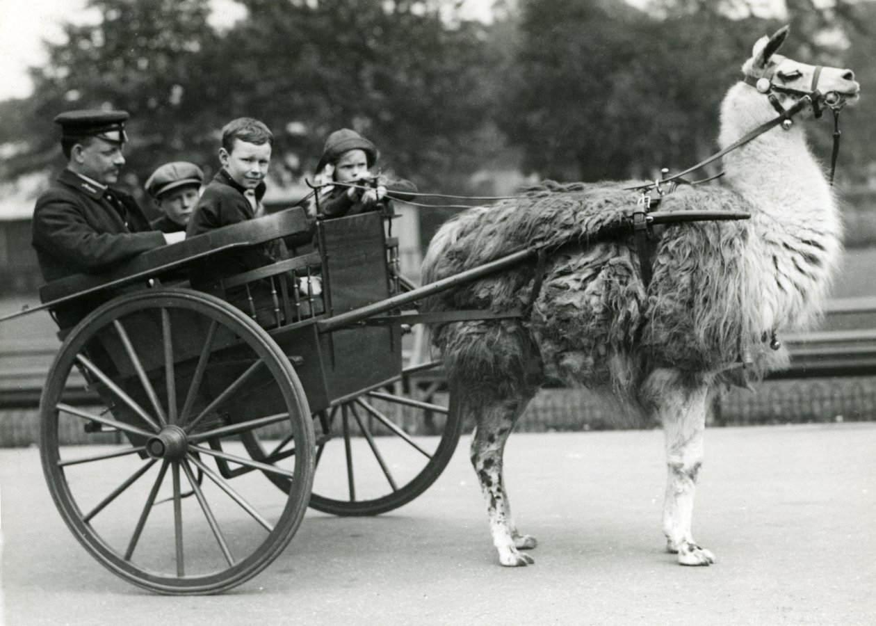 Lámakocsikázás állattartóval és gyerekekkel a londoni állatkertben, 1914. május alkotó: Frederick William Bond