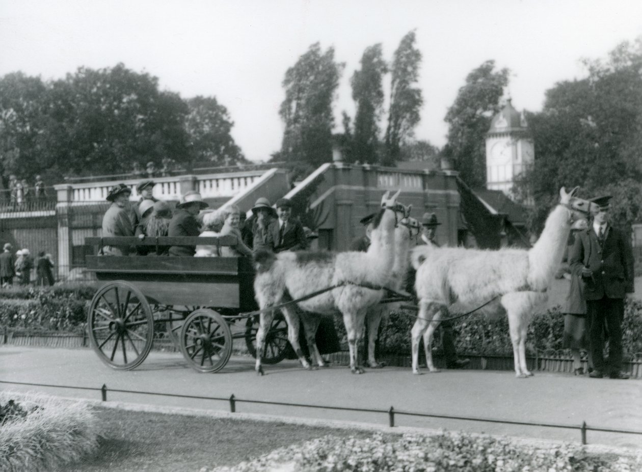 Láma kocsikázás a látogatók számára három lámával a Keepers vezetésével, Londoni Állatkert, 1923. augusztus (bw fotó) alkotó: Frederick William Bond