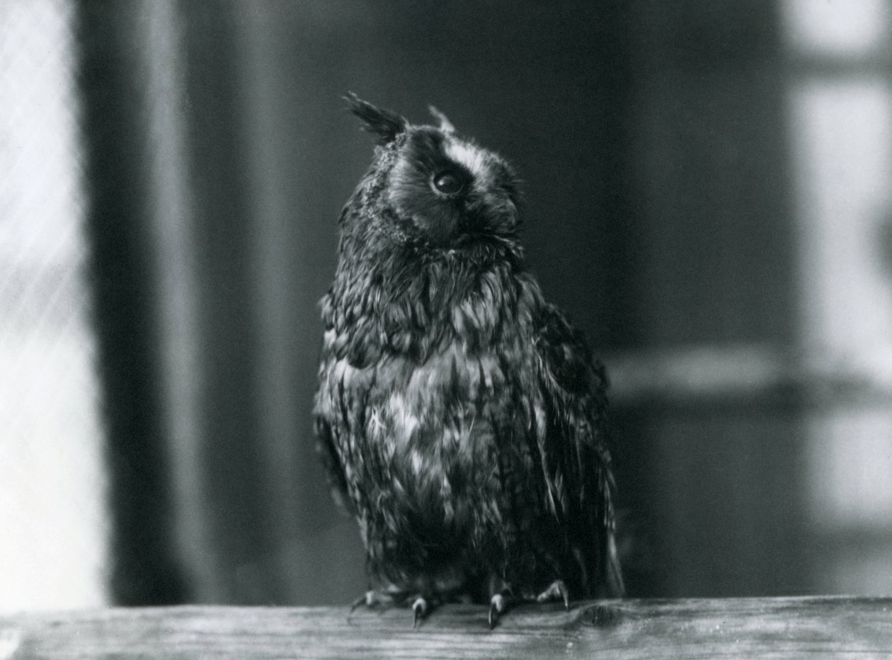Hosszúfülű bagoly a londoni állatkertben, 1922. január alkotó: Frederick William Bond