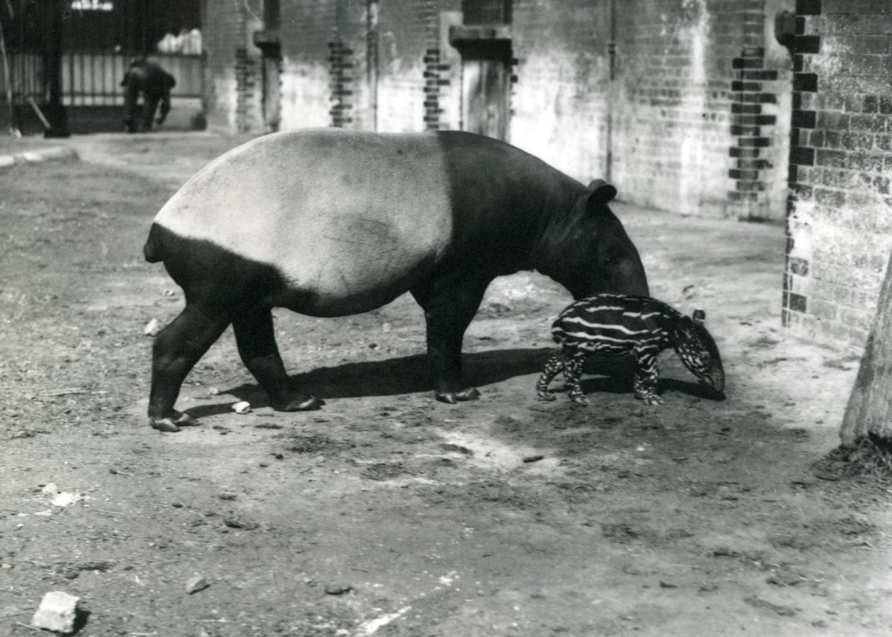 Egy maláj tapír 4 napos babájával a londoni állatkertben, 1921. július alkotó: Frederick William Bond