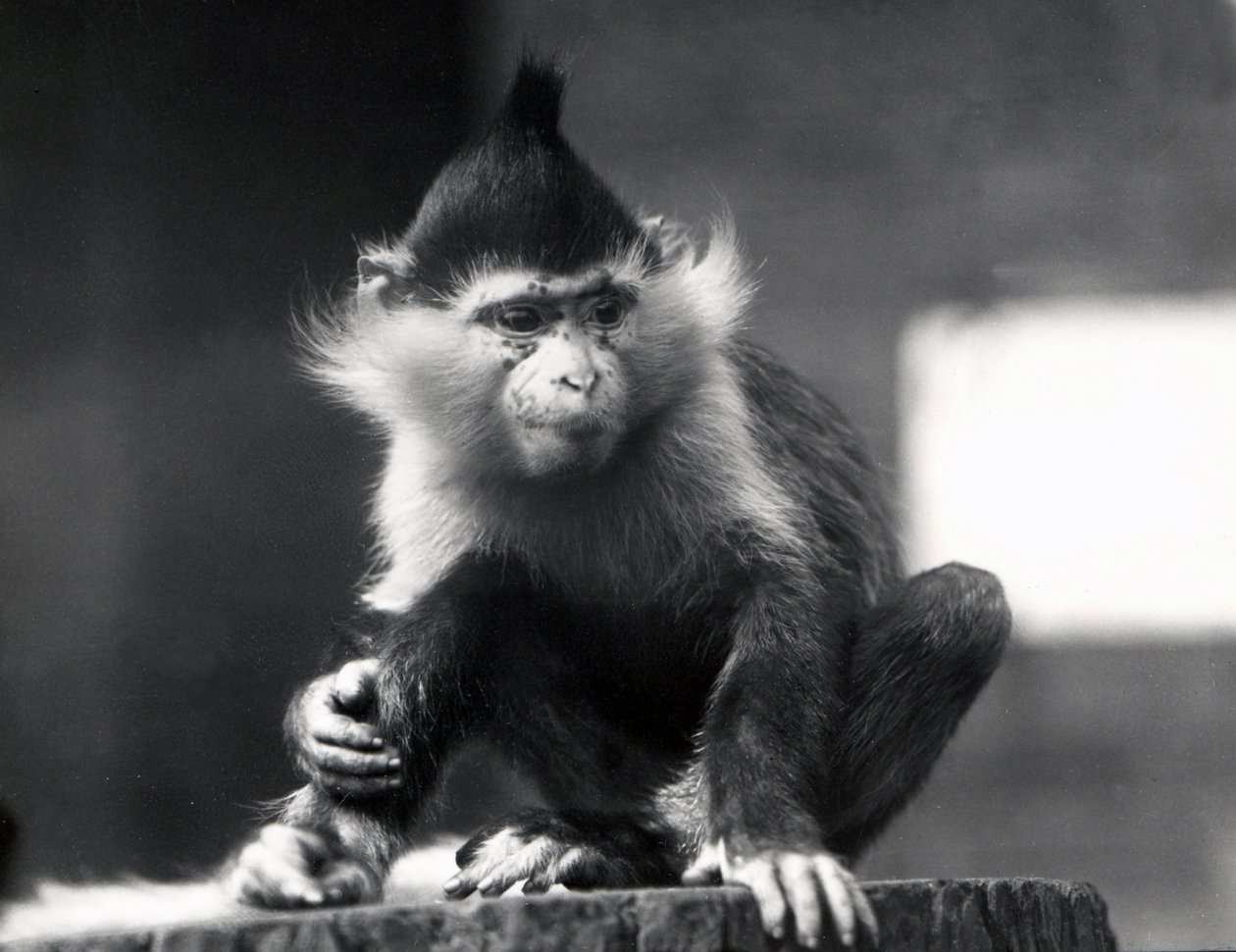 Egy mangabey majom, Freckles, a ZSL Londoni Állatkertben, 1925 júliusából alkotó: Frederick William Bond