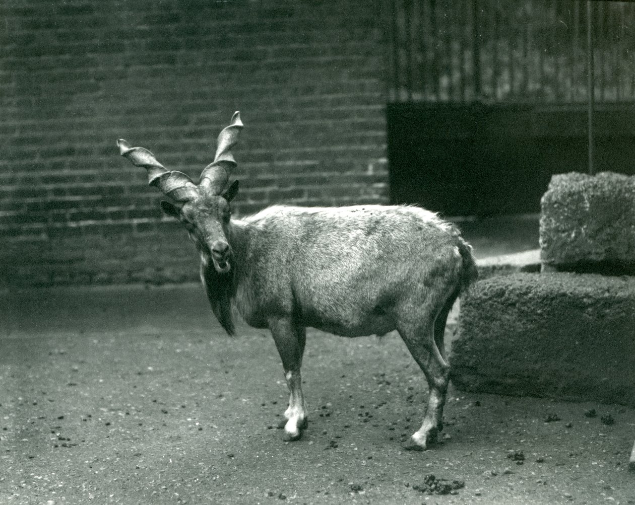 Egy markhor a londoni állatkertben, 1914 június alkotó: Frederick William Bond