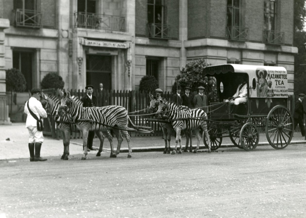 Egy Mazawattee teáskocsi, amelyet egy csapat zebra húz, a Londoni Zoológiai Társaság Regent