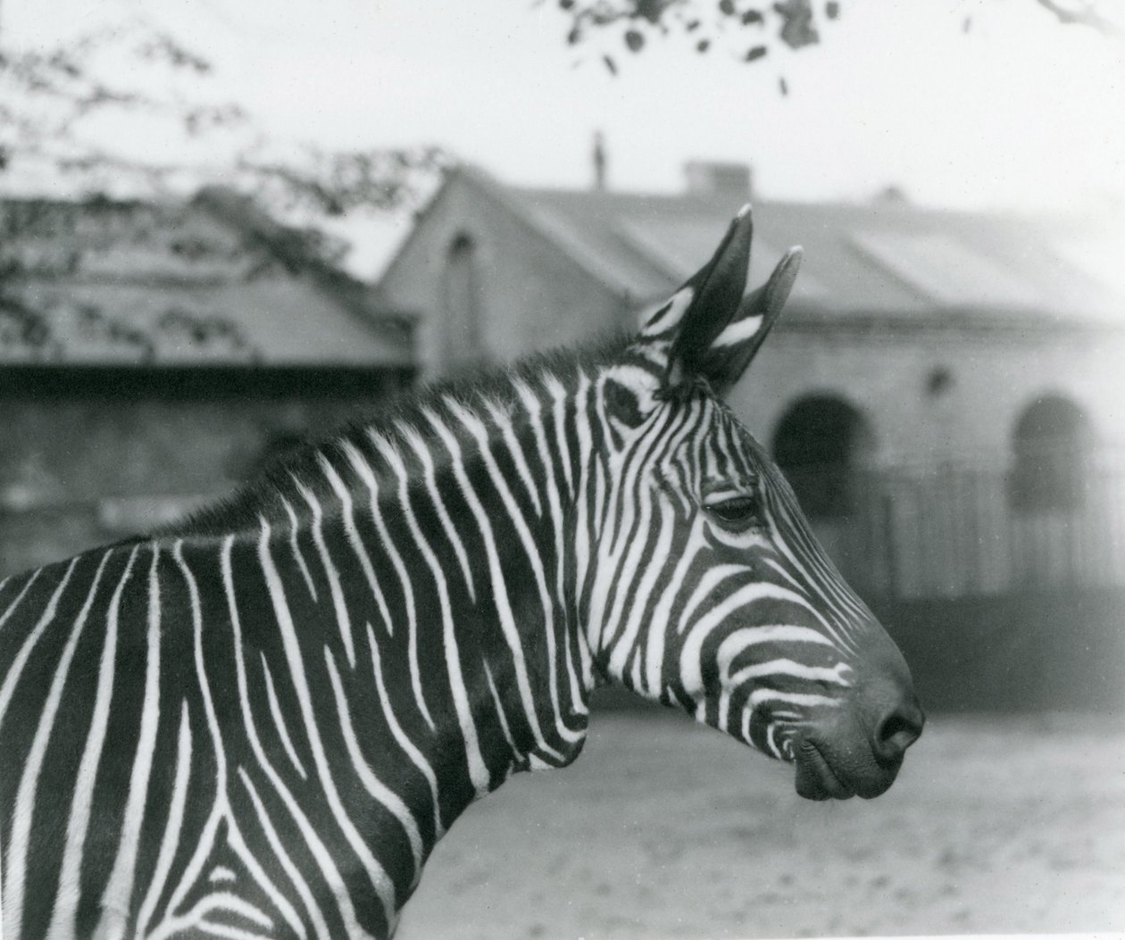 Hegyi zebra a londoni állatkertben, 1921. szeptember alkotó: Frederick William Bond