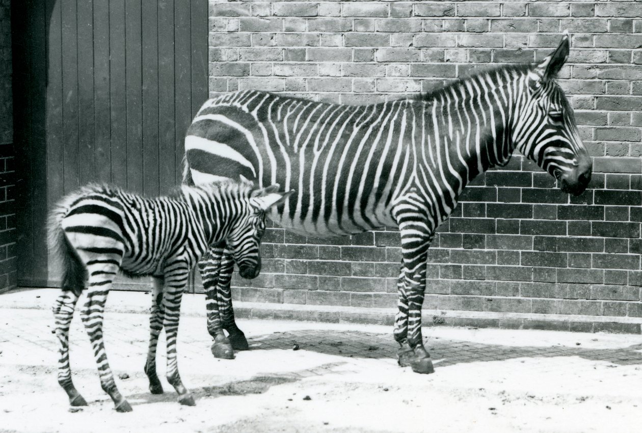 Egy hegyi zebra hibrid csikójával (Chapman