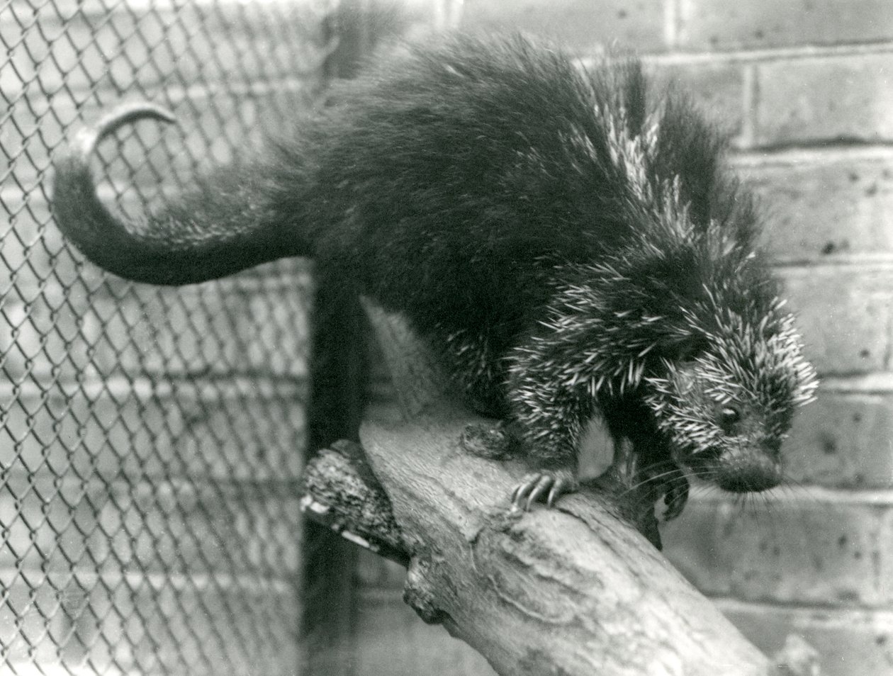 Egy észak-amerikai porcupine, egy ágon a kifutójában, a londoni állatkertben 1923-ban (bw fotó) alkotó: Frederick William Bond