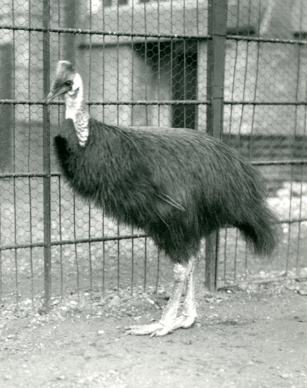Egy északi kazuár a londoni állatkertben, 1914. október alkotó: Frederick William Bond