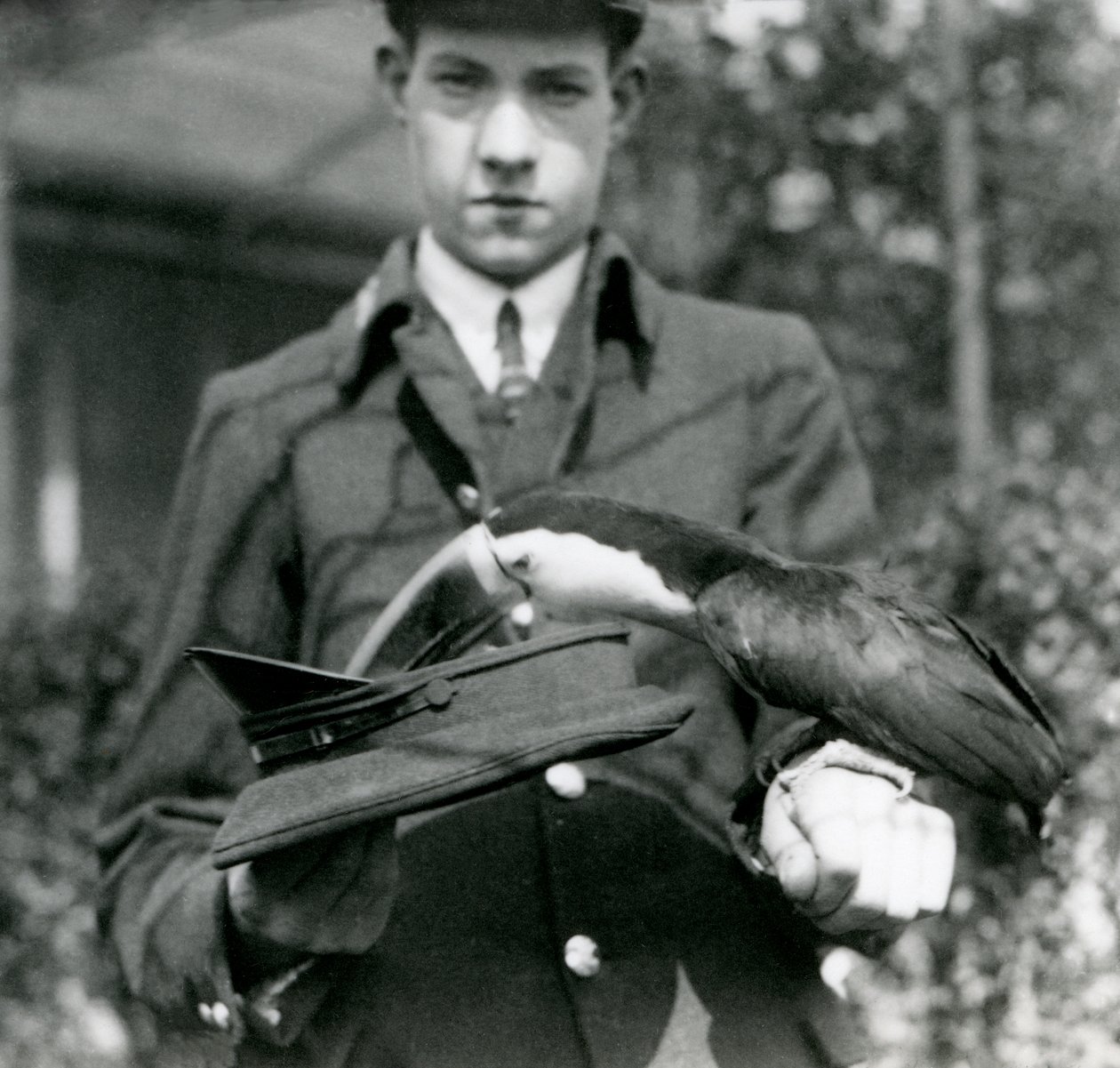 Egy vöröscsőrű tukán jegyet húz egy kalapból, amelyet C. Hersey állattartó tartott, Londoni Állatkert, 1923 (bw fotó) alkotó: Frederick William Bond