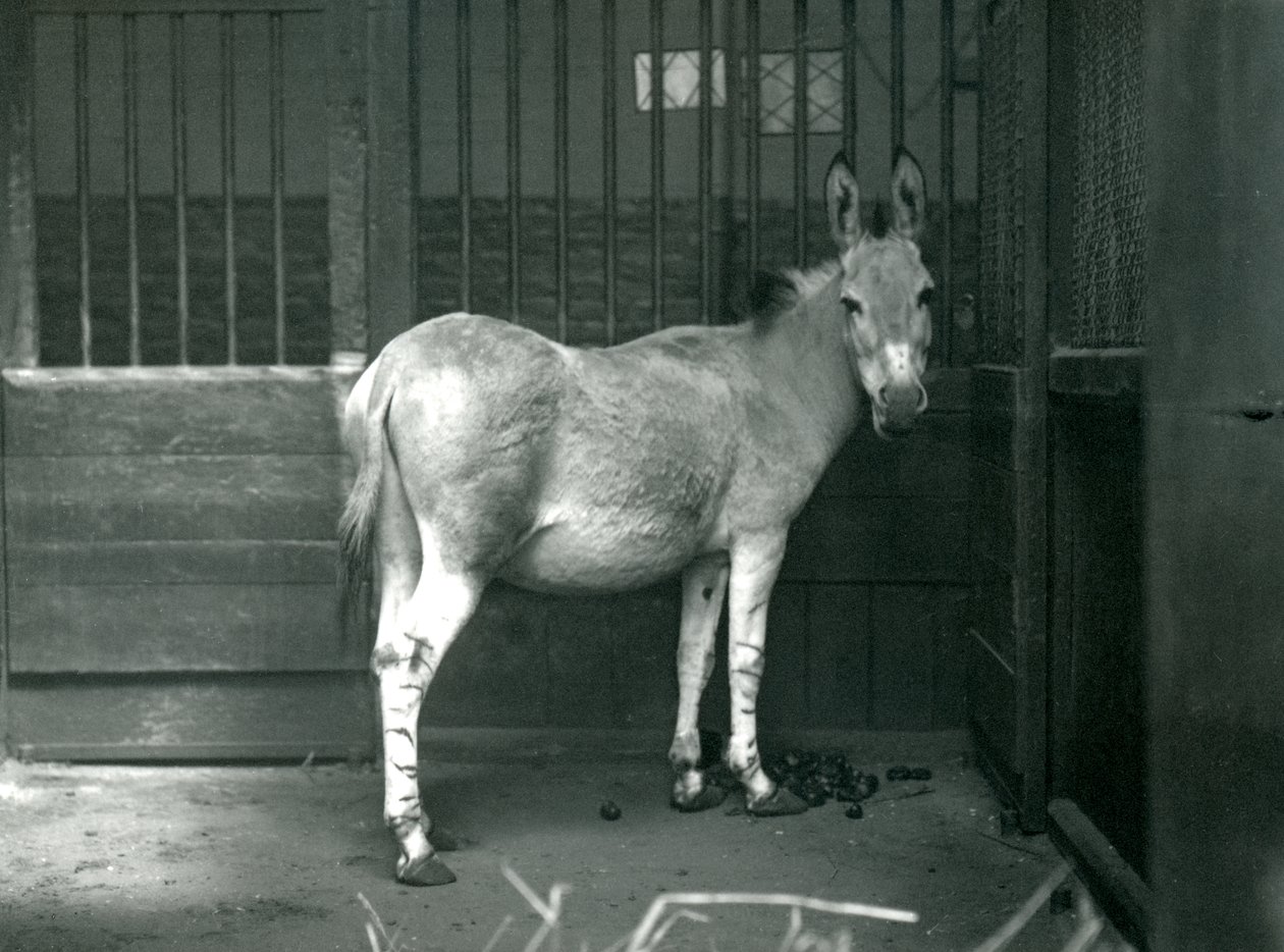 Egy szomáliai vadszamár a londoni állatkertben, 1915. A szomáliai vadszamár az afrikai vadszamár veszélyeztetett alfaja. alkotó: Frederick William Bond