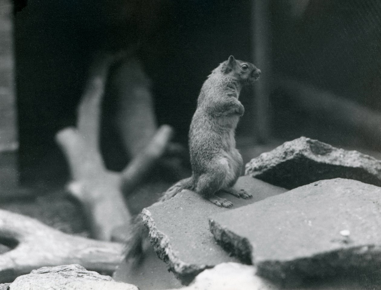 Vulpine vagy róka mókus sziklákon ücsörgött a londoni állatkertben. 1916 augusztus. alkotó: Frederick William Bond