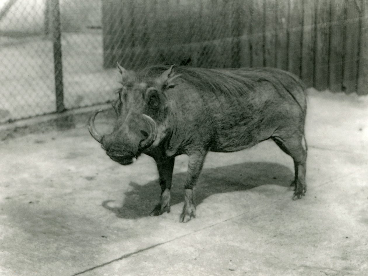 Warthog, Londoni Állatkert, 1923 (bw fotó) alkotó: Frederick William Bond