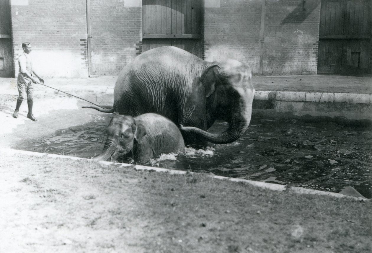 Egy ázsiai elefántbébi és egy felnőtt nőstény, Lukhi, fürdik a medencében, edzőjükkel a medence szélén, 1923 (fekete-fehér fotó) alkotó: Frederick William Bond
