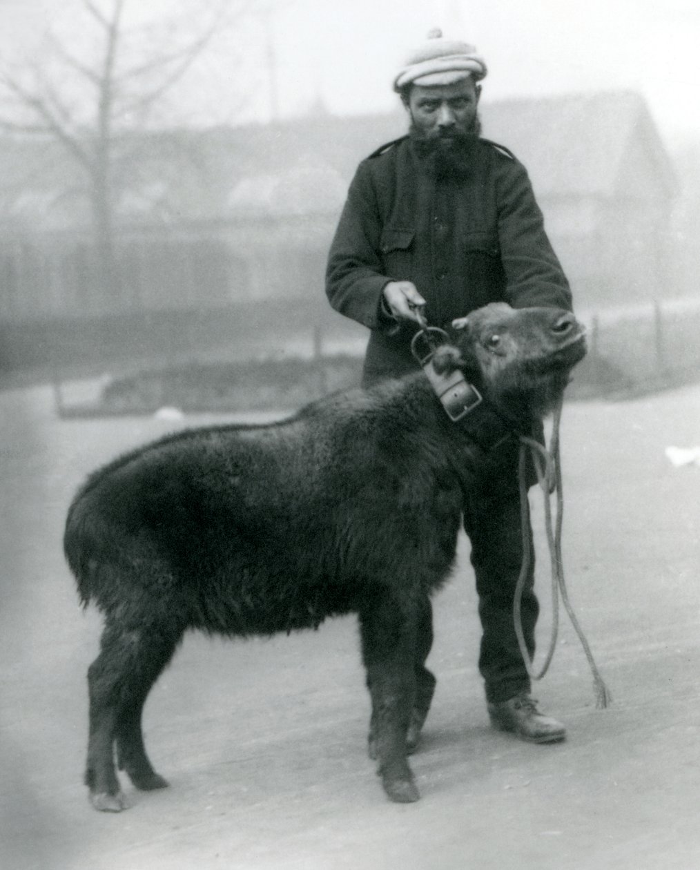 Egy nőstény takin, más néven szarvasmarha zerge vagy gnu kecske felvezetővel, Londoni Állatkert, 1923. április (bw photo) alkotó: Frederick William Bond