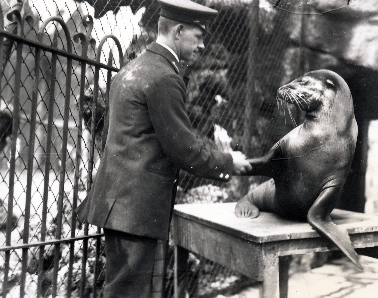 Egy állattartó és egy oroszlánfóka kezet fogott 1931-ben alkotó: Frederick William Bond