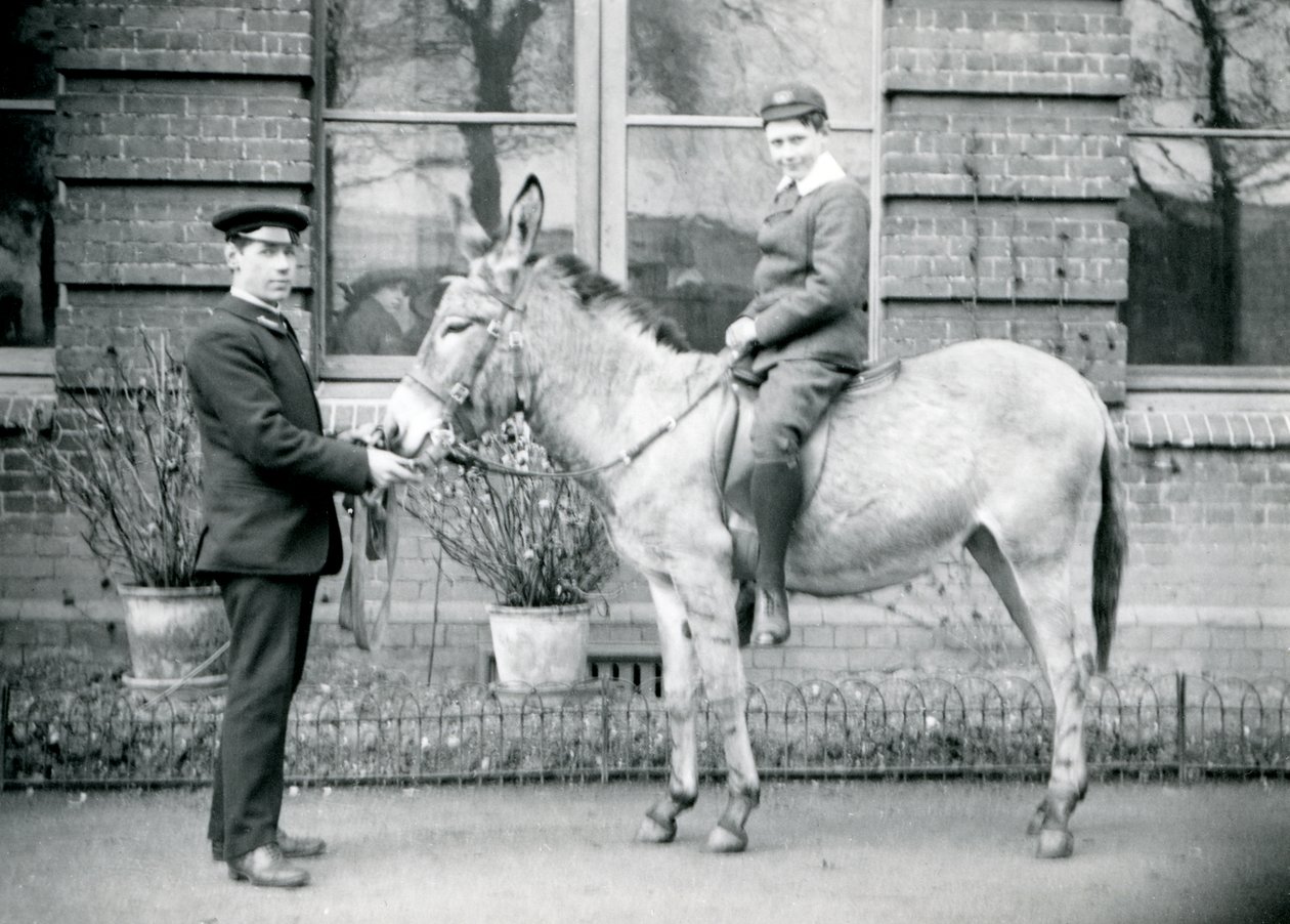 Egy állattartó szamarat vezet, amin egy fiú lovagol, Londoni Állatkert, 1913. június alkotó: Frederick William Bond